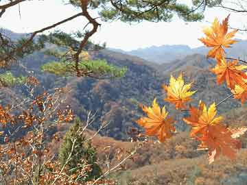 寇河村委会最新招聘信息