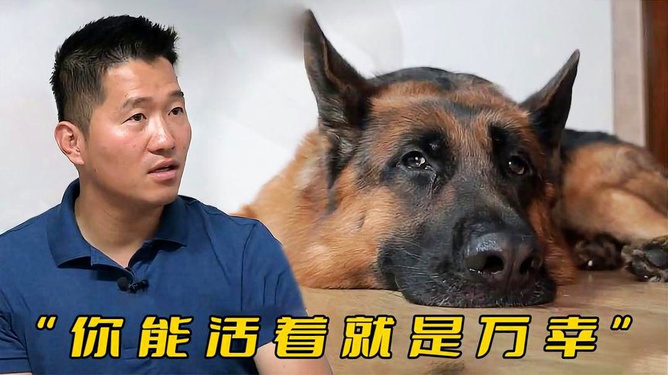 警犬被通报：上班死气沉沉到处尿尿